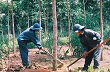 Ông Lê Xuân Hòe - Phó Tổng giám đốc VRG : Tính toán cẩn trọng khi trồng lại cao su